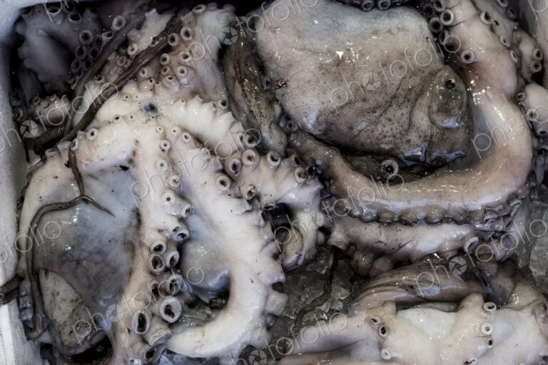 High angle close up of fresh octopus at a market stall.
