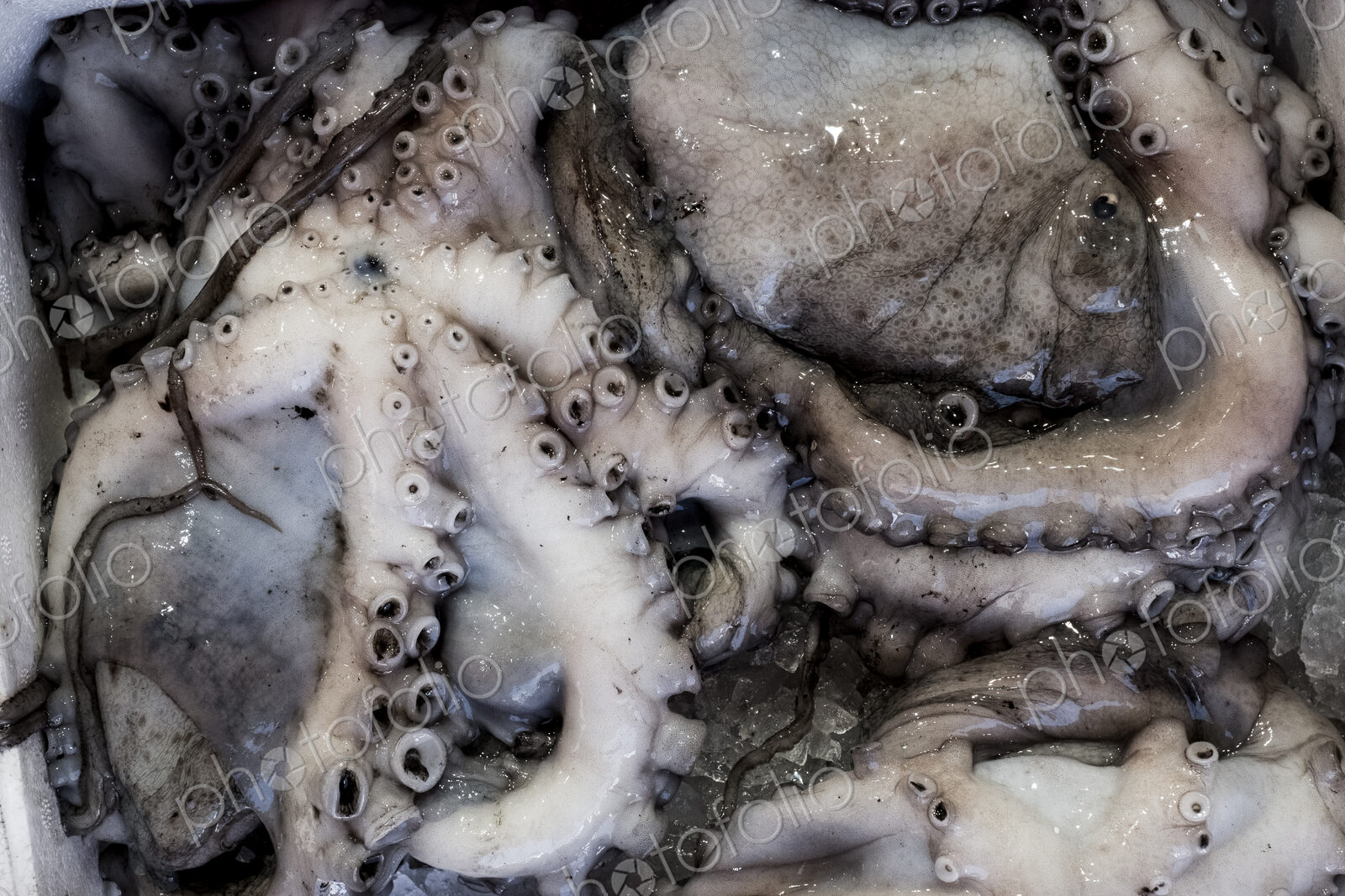 High angle close up of fresh octopus at a market stall.