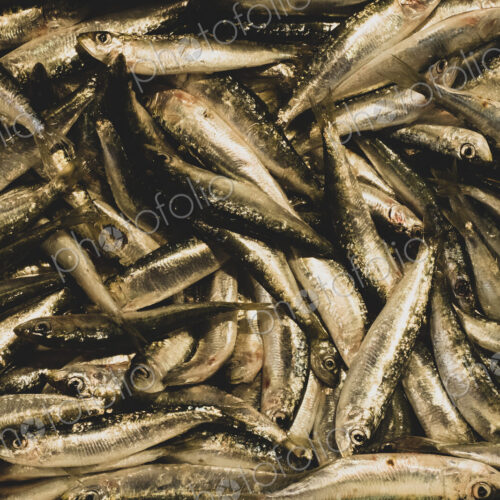 High angle close up of fresh sardines at a market stall. High angle close up of fresh sardines at a market stall.