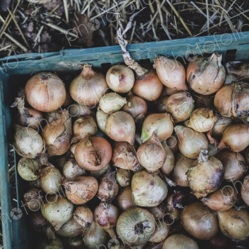 High angle close up of freshly harvested onions in green plastic crate. High angle close up of freshly harvested onions in green plastic crate.