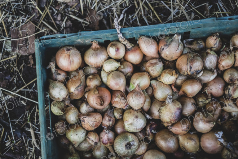 High angle close up of freshly harvested onions in green plastic crate.
