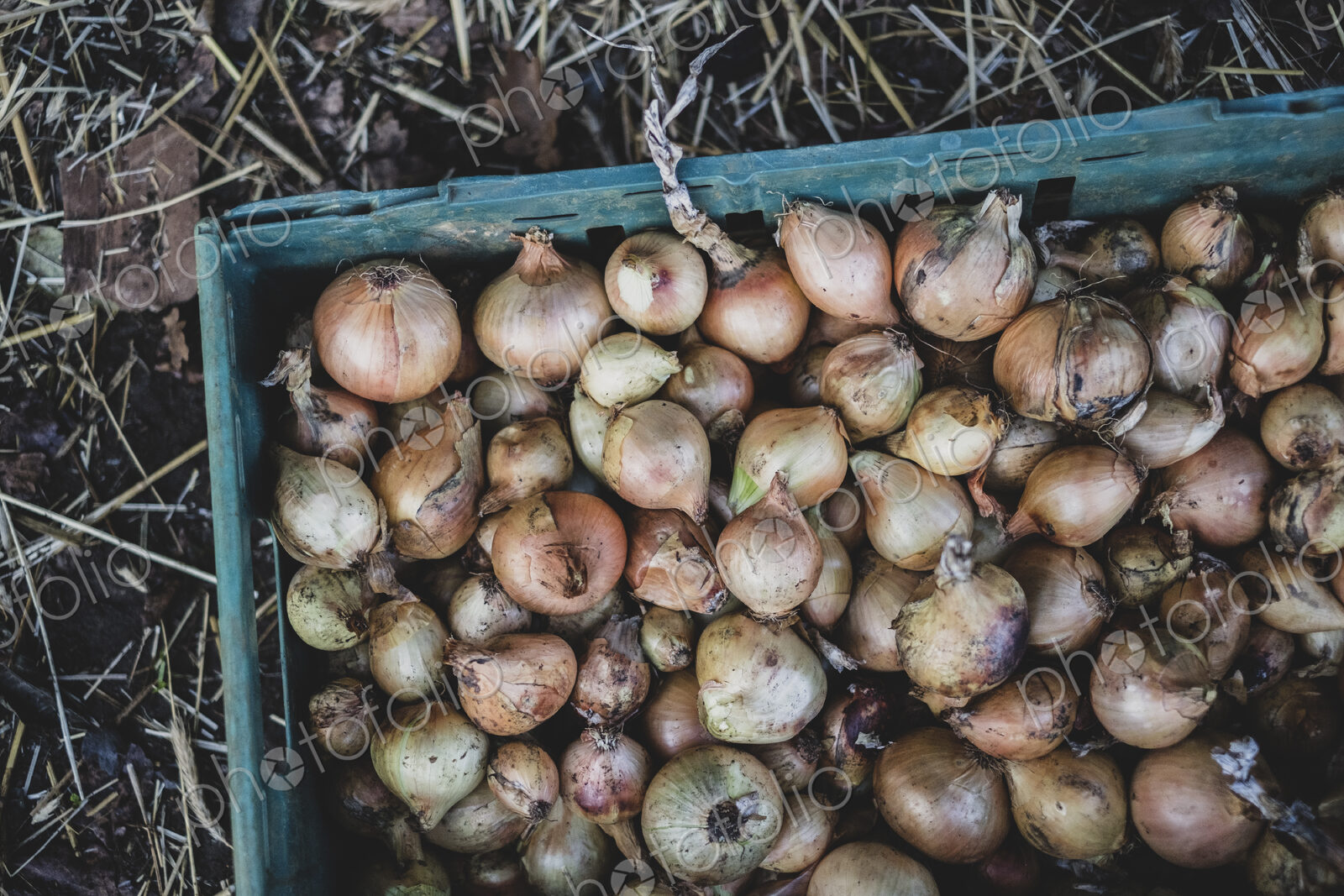 High angle close up of freshly harvested onions in green plastic crate.