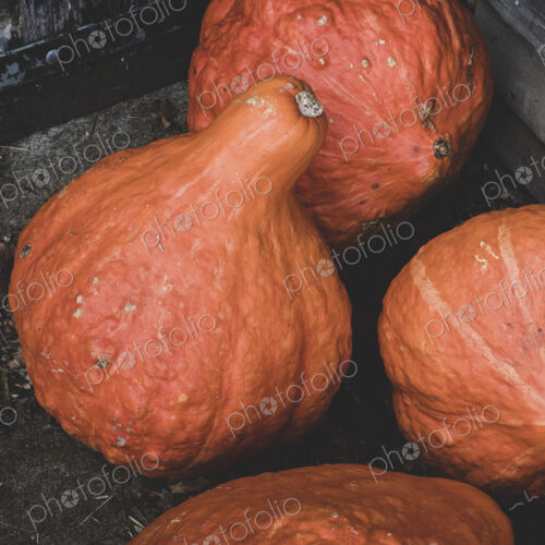High angle close up of freshly harvested orange Hubbard pumpkins. High angle close up of freshly harvested orange Hubbard pumpkins.