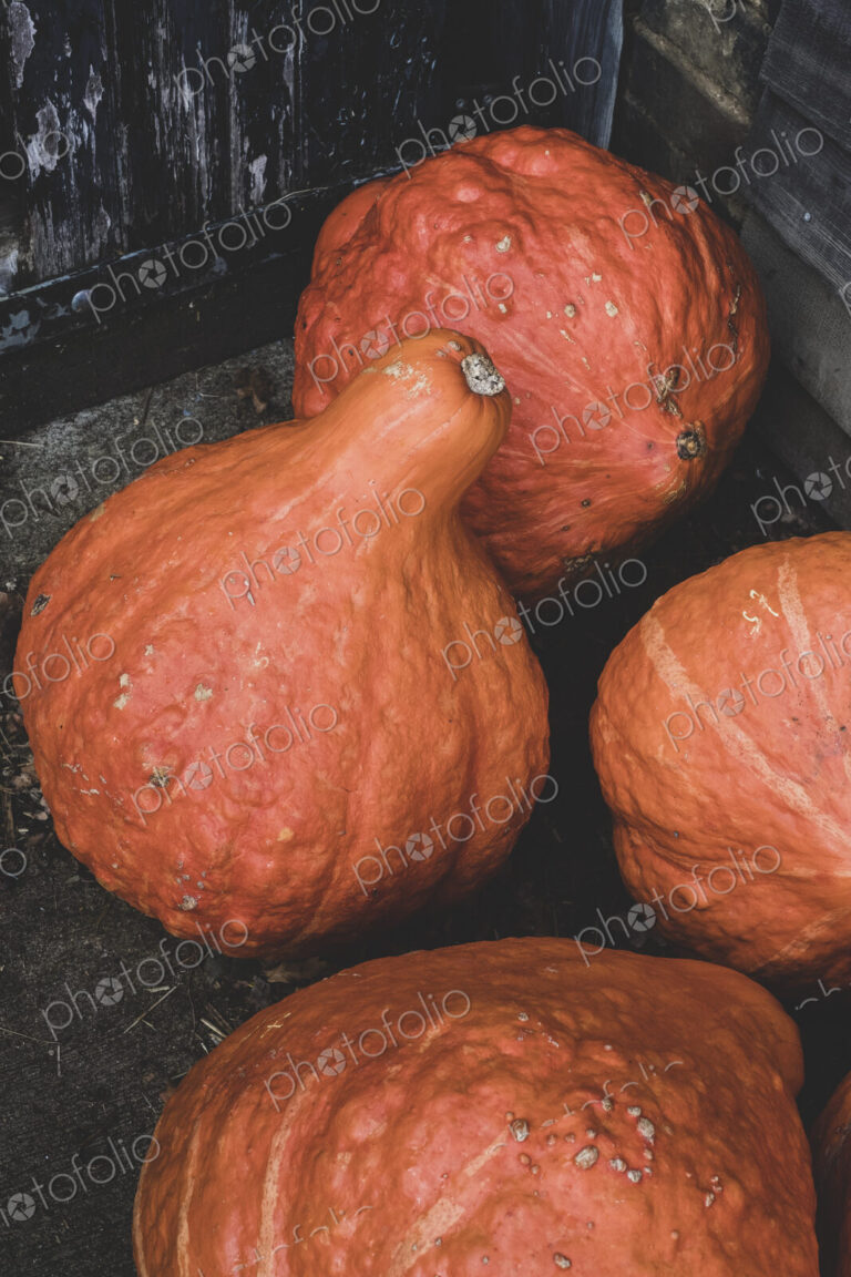 High angle close up of freshly harvested orange Hubbard pumpkins.