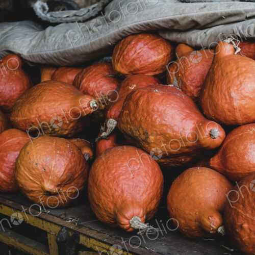High angle close up of freshly harvested orange Hubbard pumpkins. High angle close up of freshly harvested orange Hubbard pumpkins.