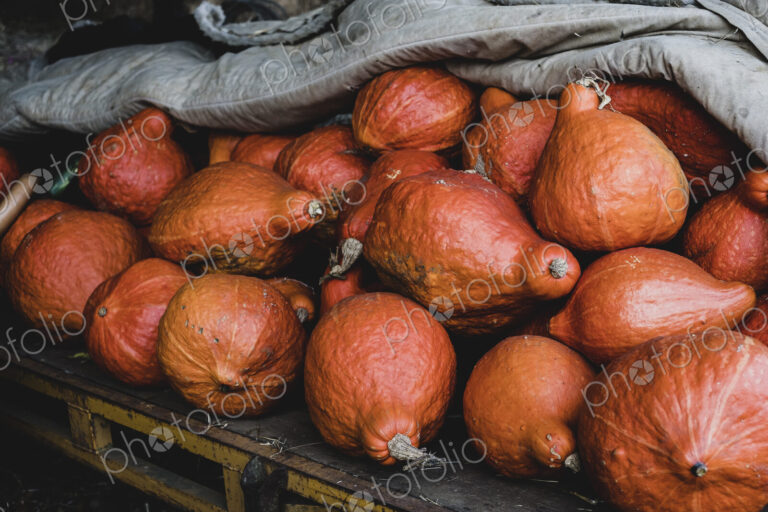 High angle close up of freshly harvested orange Hubbard pumpkins.