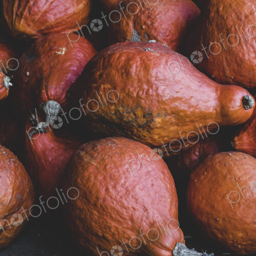 High angle close up of freshly harvested orange Hubbard pumpkins. High angle close up of freshly harvested orange Hubbard pumpkins.