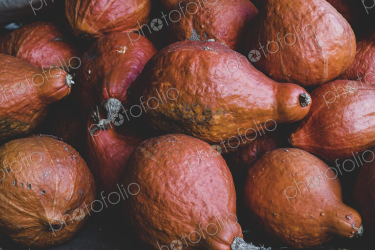 High angle close up of freshly harvested orange Hubbard pumpkins.
