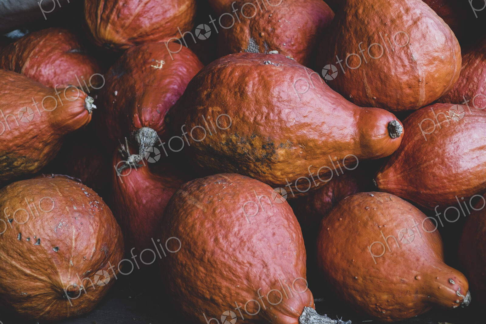 High angle close up of freshly harvested orange Hubbard pumpkins.