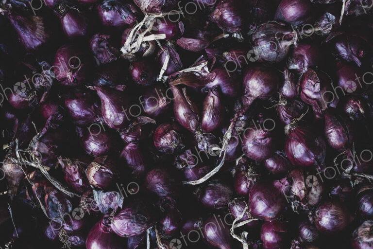 High angle close up of freshly harvested red onions.
