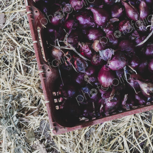 High angle close up of freshly harvested red onions in plastic crate. High angle close up of freshly harvested red onions in plastic crate.