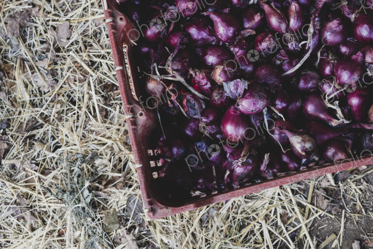 High angle close up of freshly harvested red onions in plastic crate.