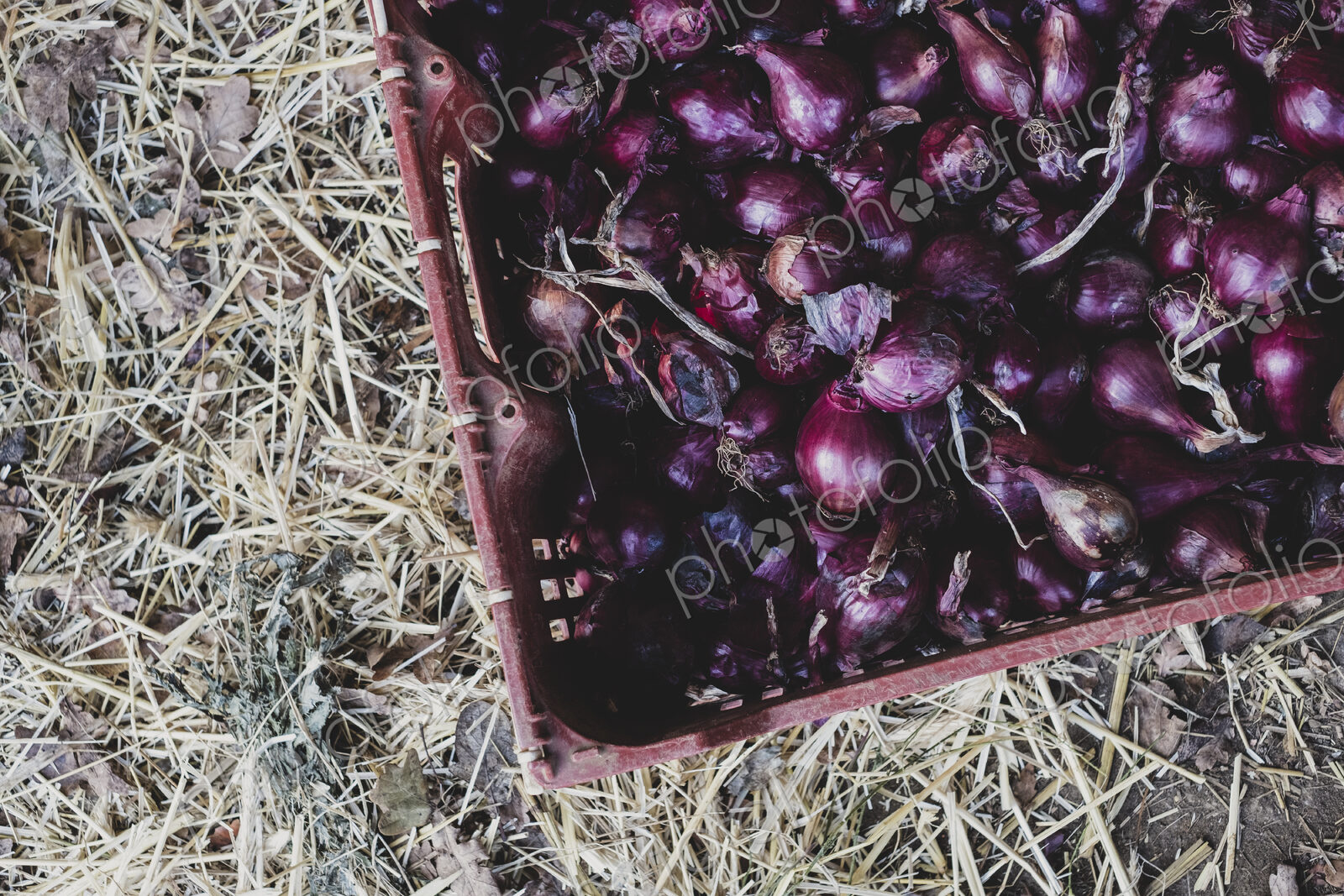 High angle close up of freshly harvested red onions in plastic crate.
