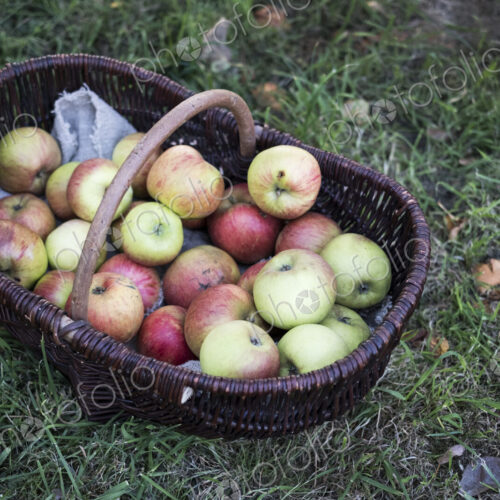 High angle close up of freshly picked apples in a brown wicker basket.