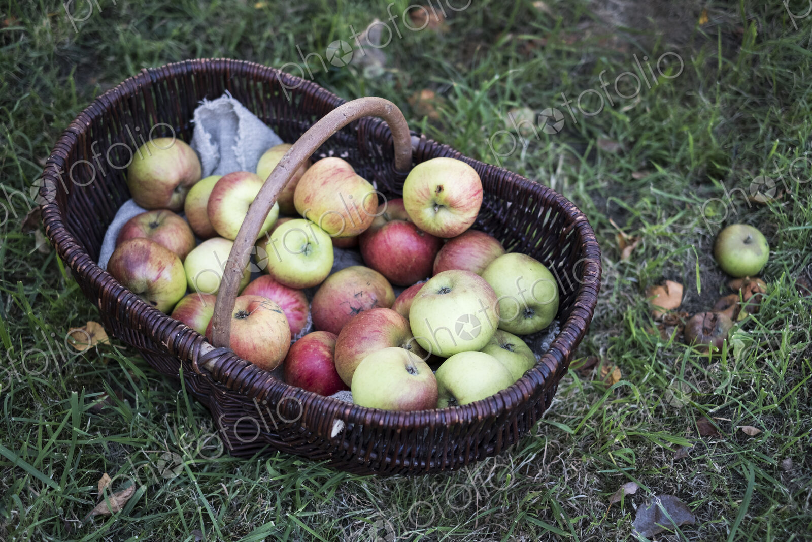 High angle close up of freshly picked apples in a brown wicker basket.