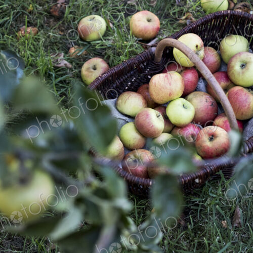 High angle close up of freshly picked apples in a brown wicker basket.