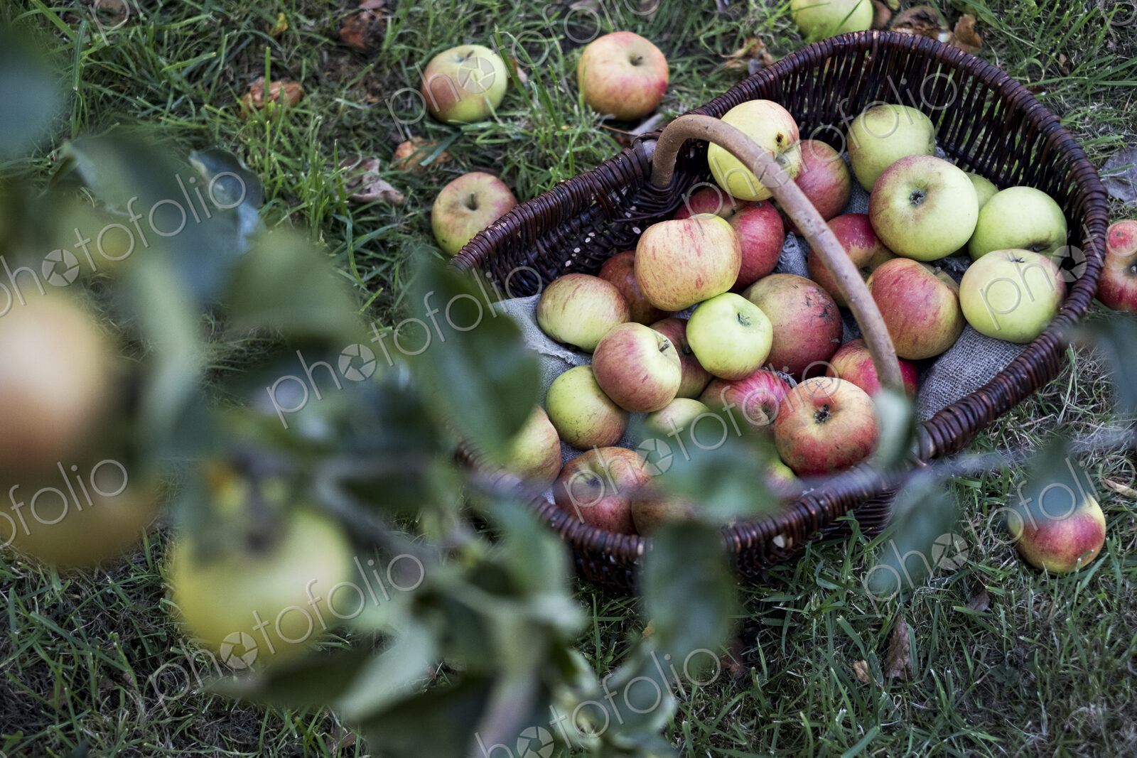 High angle close up of freshly picked apples in a brown wicker basket.