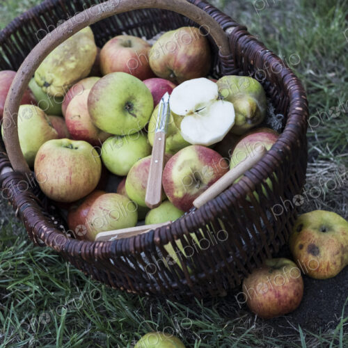 High angle close up of freshly picked apples in a brown wicker basket.