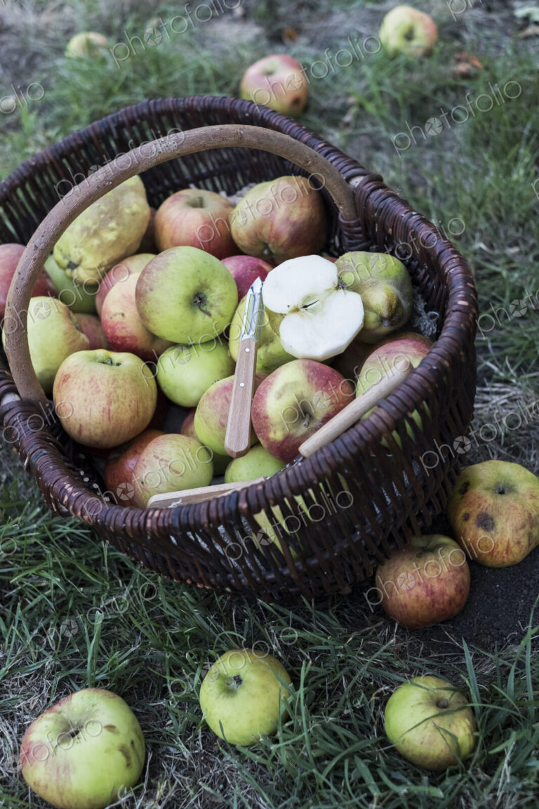 High angle close up of freshly picked apples in a brown wicker basket.