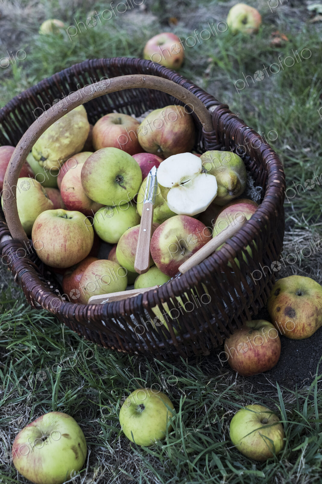 High angle close up of freshly picked apples in a brown wicker basket.