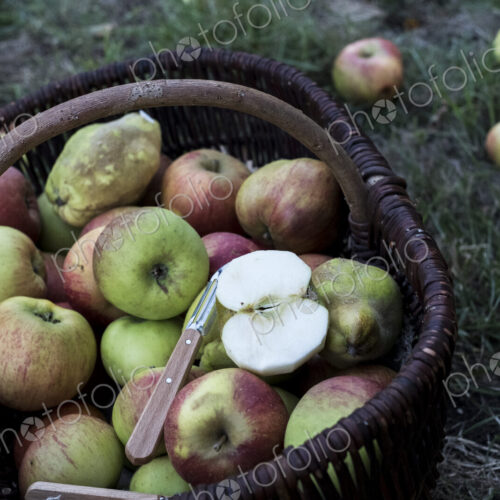 High angle close up of freshly picked apples in a brown wicker basket.
