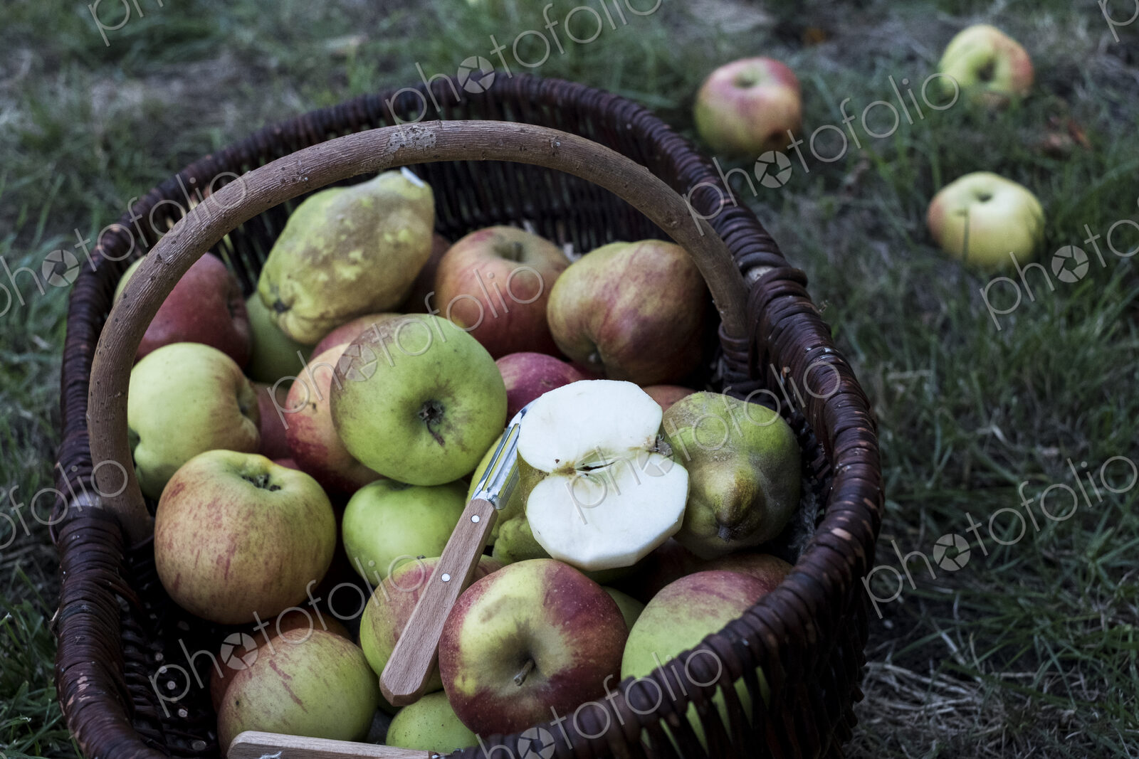 High angle close up of freshly picked apples in a brown wicker basket.