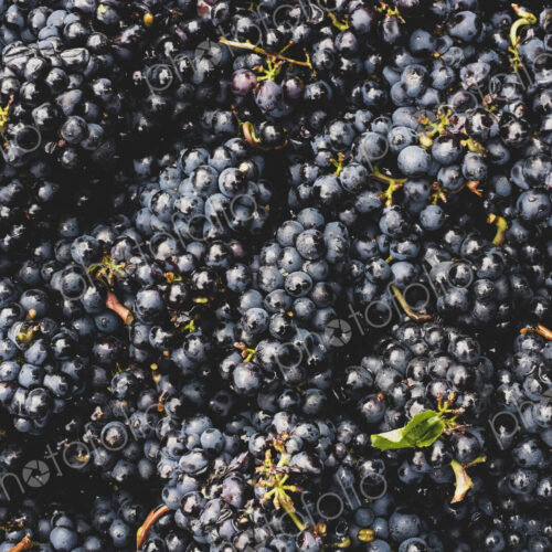 High angle close up of freshly picked bunches of black grapes at a vineyard. High angle close up of freshly picked bunches of black grapes at a vineyard.