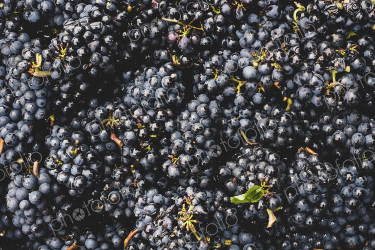 High angle close up of freshly picked bunches of black grapes at a vineyard.