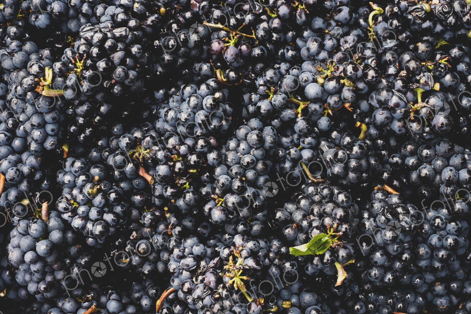 High angle close up of freshly picked bunches of black grapes at a vineyard.