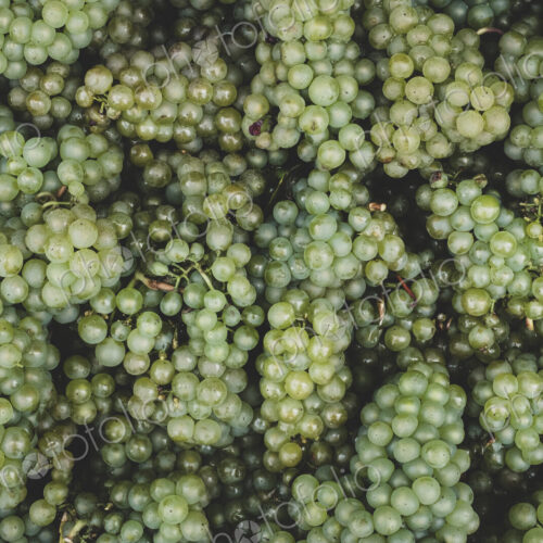 High angle close up of freshly picked bunches of green grapes at a vineyard.