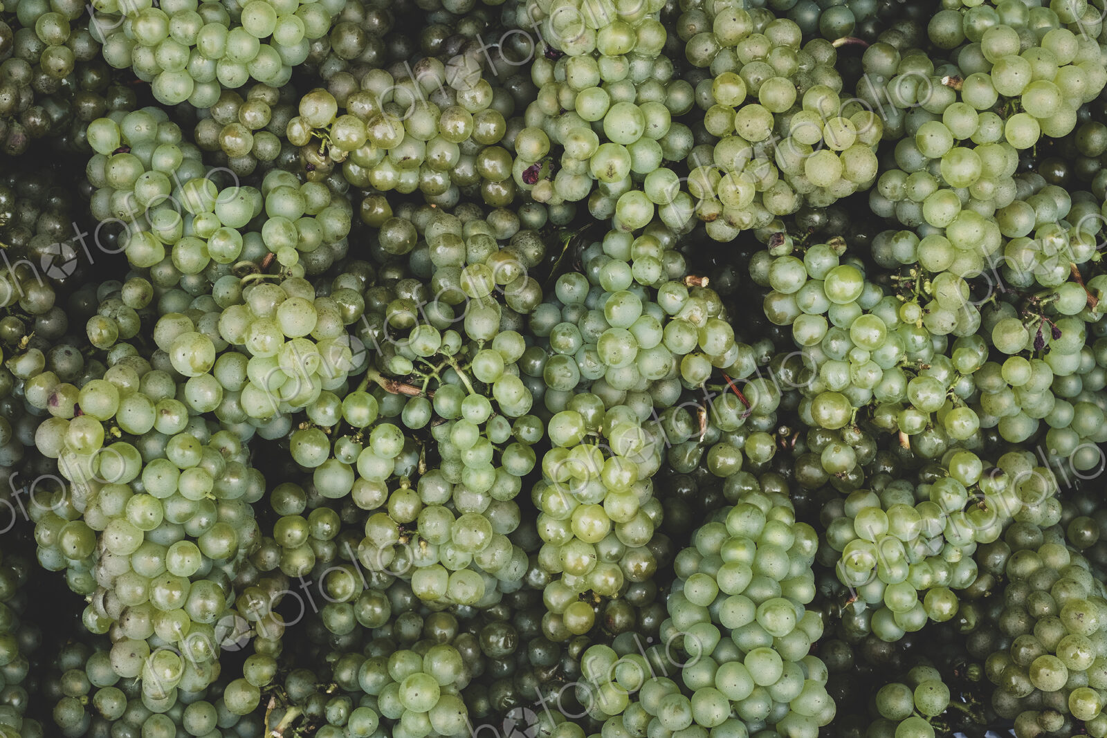 High angle close up of freshly picked bunches of green grapes at a vineyard.