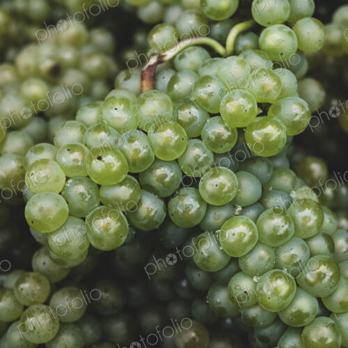 High angle close up of freshly picked bunches of green grapes at a vineyard.