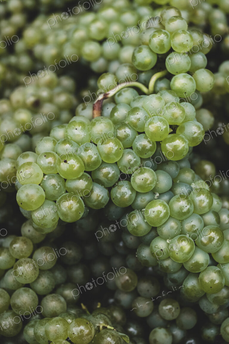 High angle close up of freshly picked bunches of green grapes at a vineyard.