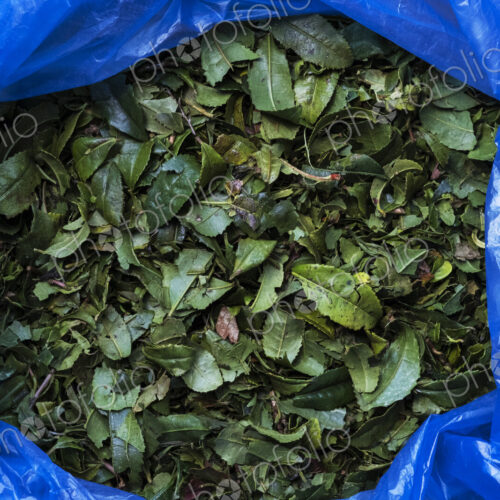 High angle close up of green tea leaves in blue plastic bag.