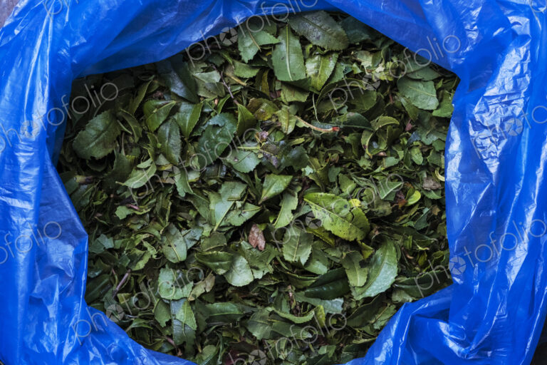 High angle close up of green tea leaves in blue plastic bag.