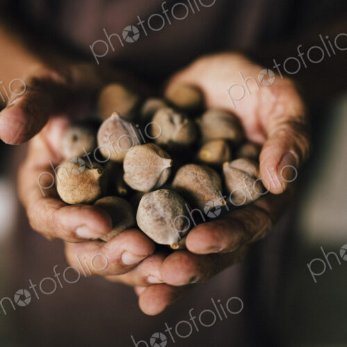 High angle close up of hands holding bunch of brown round nuts. High angle close up of hands holding bunch of brown round nuts.