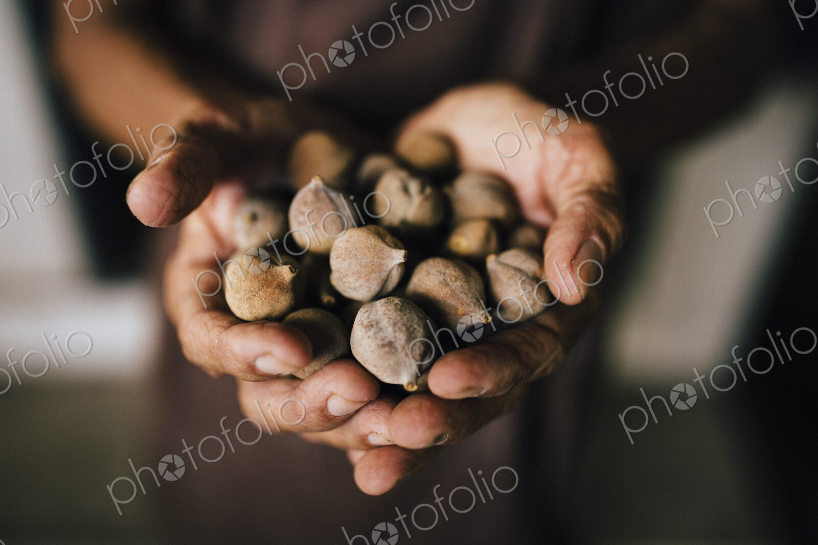 High angle close up of hands holding bunch of brown round nuts.