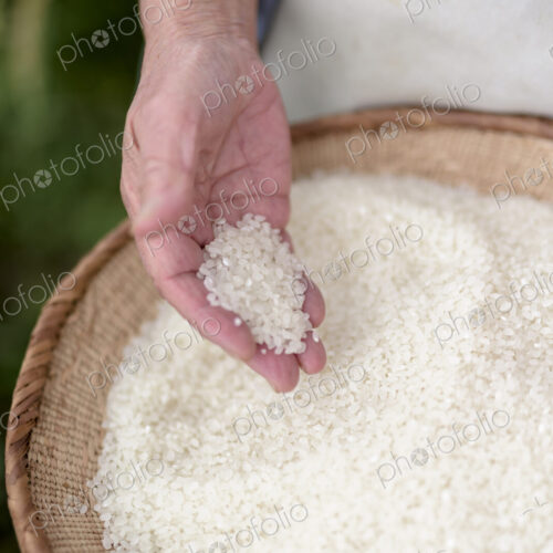 High angle close up of human hand holding bowl with freshly harvested rice grains.