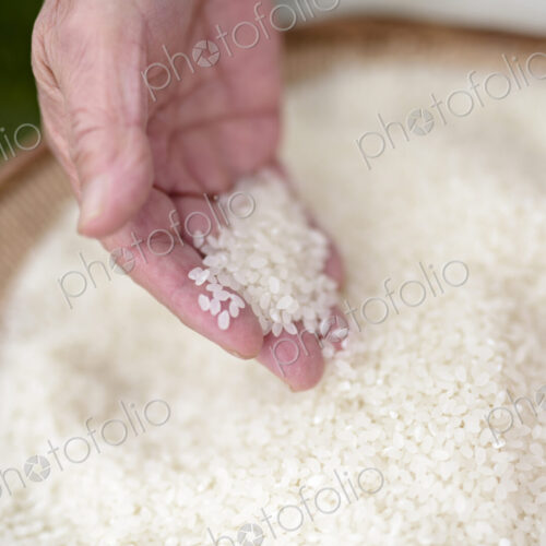 High angle close up of human hand holding bowl with freshly harvested rice grains.