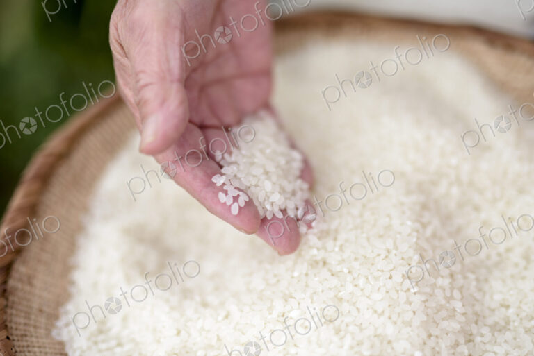 High angle close up of human hand holding bowl with freshly harvested rice grains.