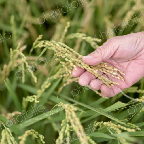 High angle close up of human hand holding slender leaf of a rice plant in a field. High angle close up of human hand holding slender leaf of a rice plant in a field.