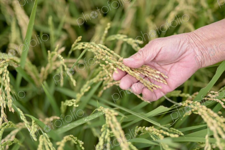 High angle close up of human hand holding slender leaf of a rice plant in a field.