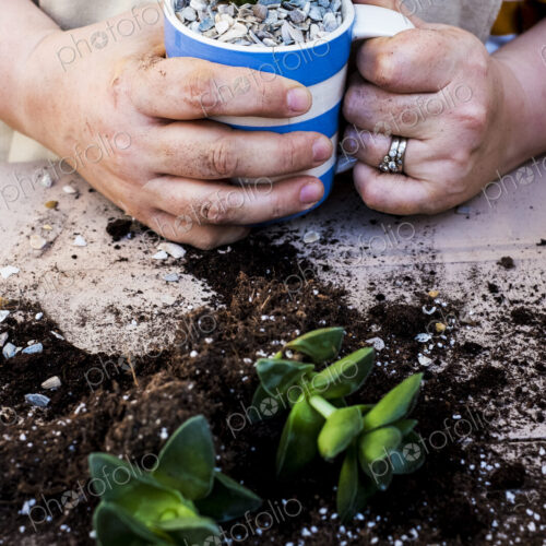 High angle close up of person holding coffee mug with succulent, succulent plants with…