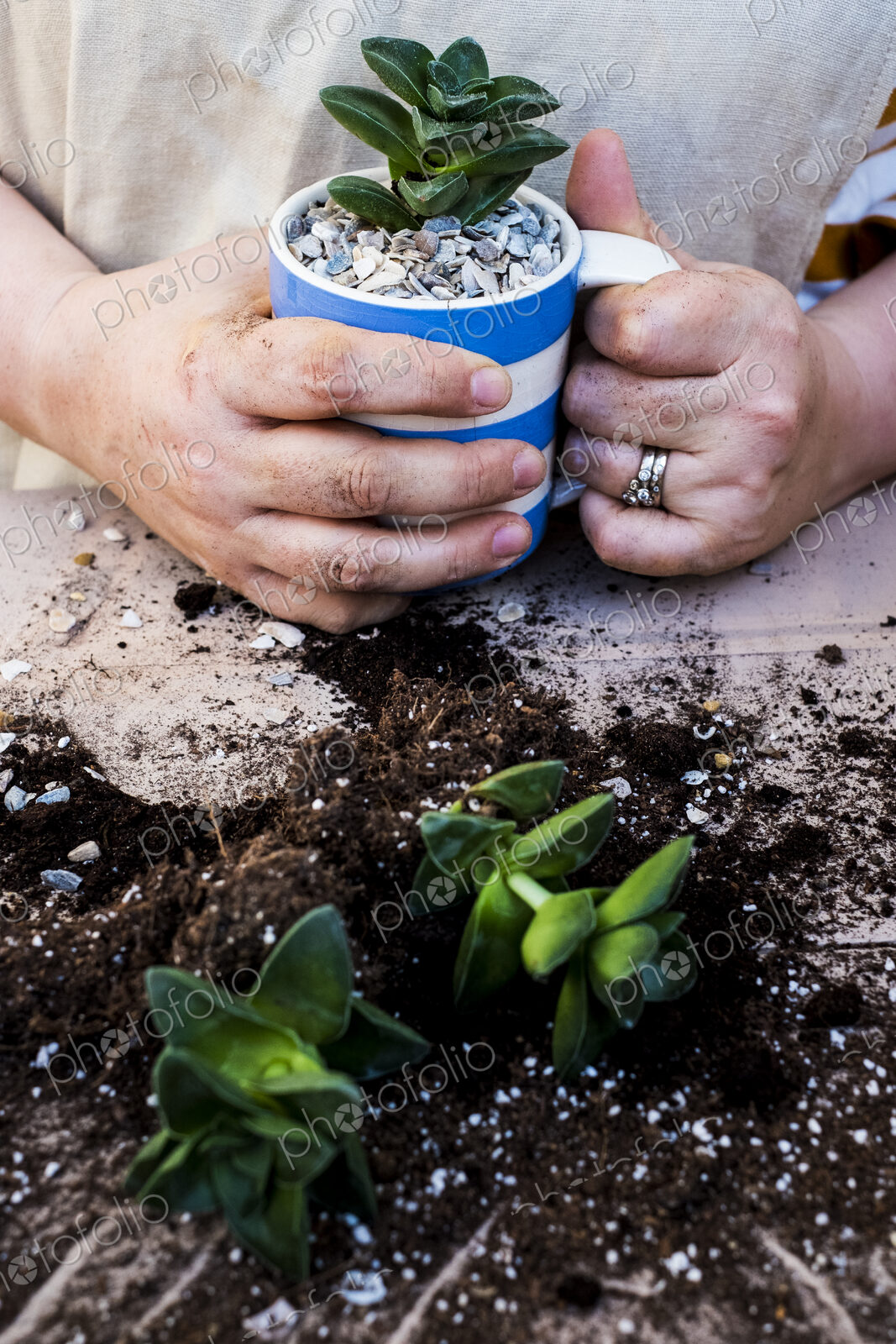 High angle close up of person holding coffee mug with succulent, succulent plants with…