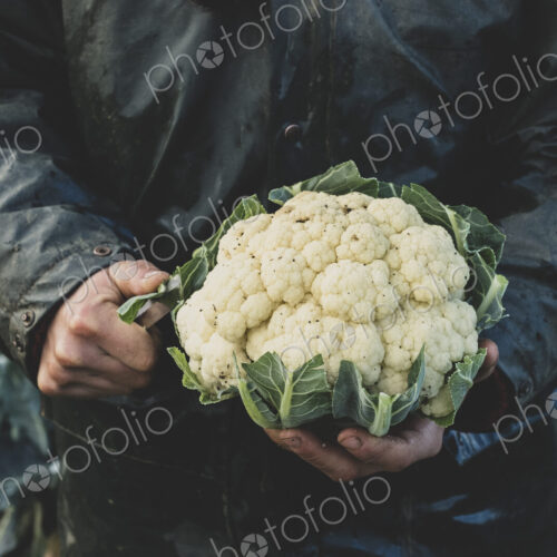 High angle close up of person holding freshly harvested cauliflower.