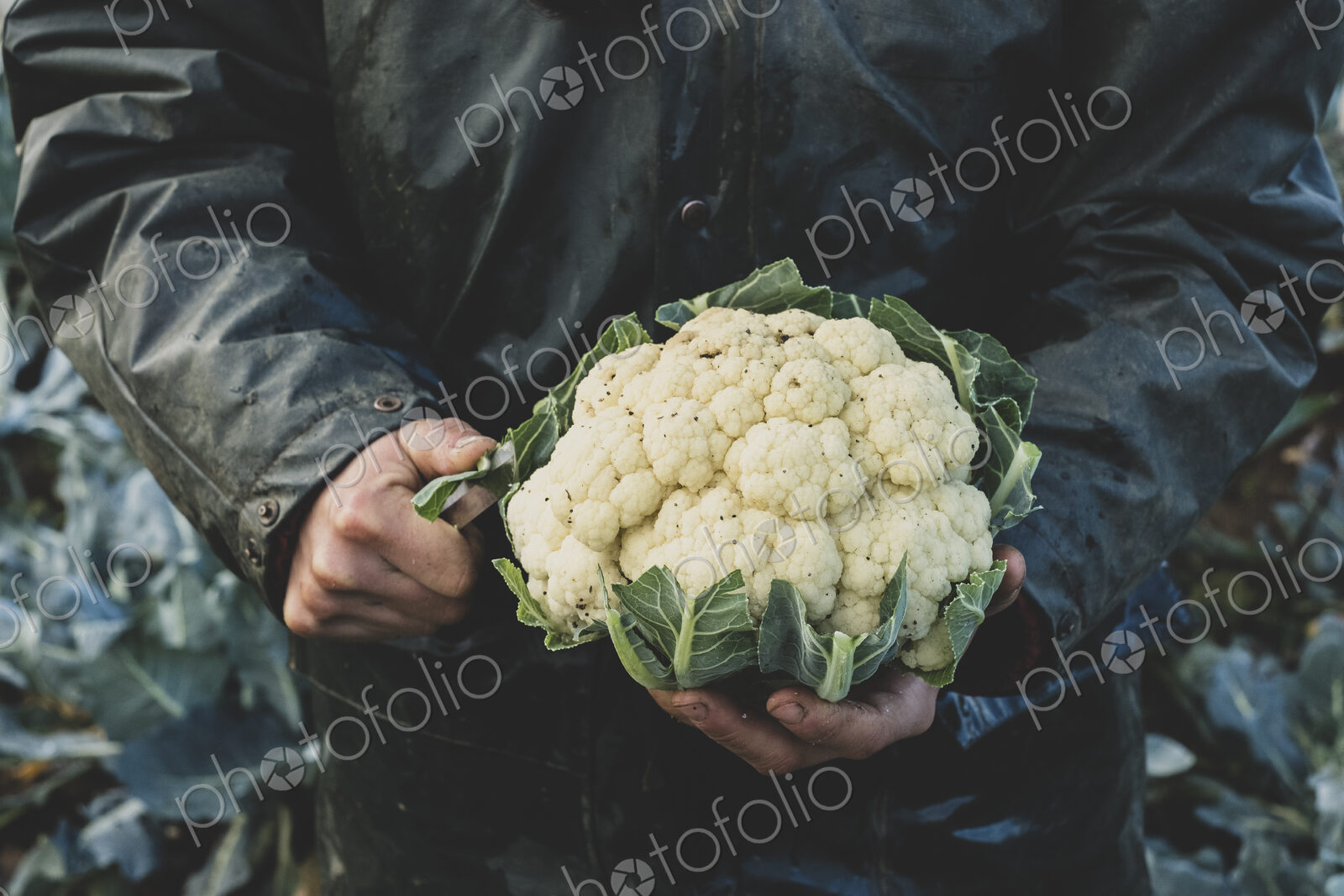 High angle close up of person holding freshly harvested cauliflower.