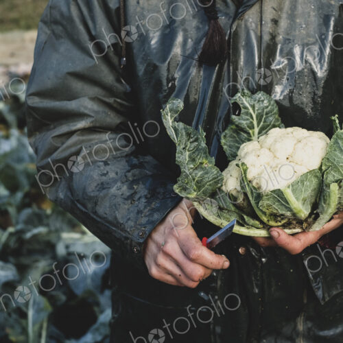 High angle close up of person holding freshly harvested cauliflower.