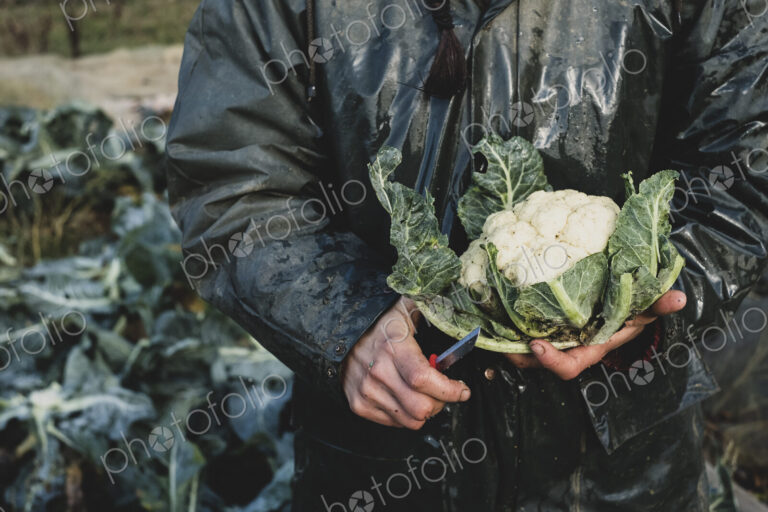 High angle close up of person holding freshly harvested cauliflower.