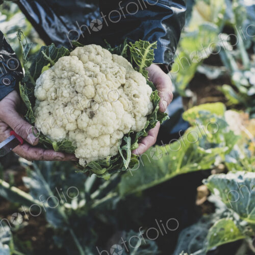 High angle close up of person holding freshly harvested cauliflower.