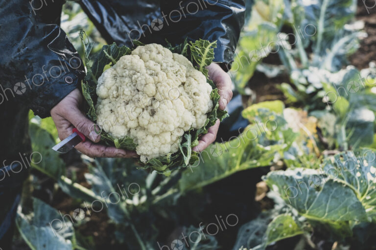 High angle close up of person holding freshly harvested cauliflower.